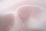 Pleurotus pulmonarius image