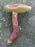 Boletus rubellus image