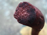 Boletus rubellus image