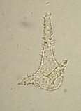 Mycena chloroxantha image
