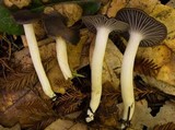 Hygrocybe lacmus image