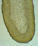 Hygrocybe lacmus image