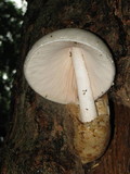 Volvariella bombycina image