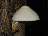 Volvariella bombycina image