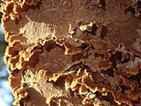 Hydnoporia tabacina image