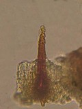 Hydnoporia tabacina image