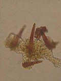Hydnoporia tabacina image