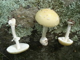 Amanita multisquamosa image