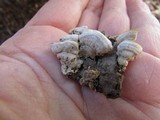 Steccherinum ochraceum image