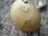 Amanita multisquamosa image
