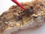 Gloeoporus dichrous image