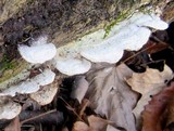 Gloeoporus dichrous image