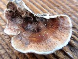Gloeoporus dichrous image