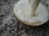 Amanita multisquamosa image