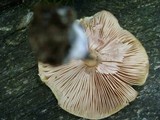Pluteus flavofuligineus image