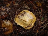 Russula ochroleuca image
