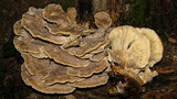Meripilus sumstinei image