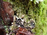Parmelinopsis minarum image
