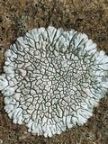 Dimelaena radiata image