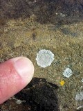Dimelaena radiata image