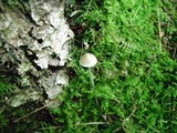 Mycena niveipes image