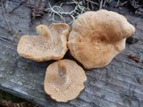 Hydnum oregonense image