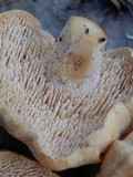 Hydnum oregonense image