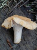Hydnum oregonense image
