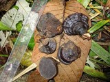 Ganoderma orbiforme image
