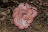 Pleurotus djamor image