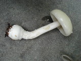 Amanita albocreata image
