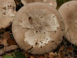 Amanita sect. Vaginatae image
