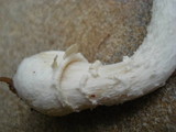 Amanita albocreata image