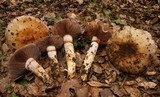 Cortinarius glutinosoarmillatus image
