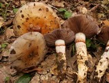 Cortinarius glutinosoarmillatus image