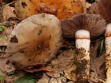 Cortinarius glutinosoarmillatus image