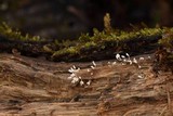 Arcyria denudata image