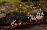 Arcyria denudata image