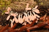 Arcyria denudata image