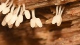 Arcyria denudata image