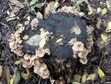 Mycena inclinata image