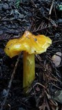 Hygrocybe acutoconica image