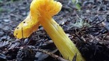 Hygrocybe acutoconica image