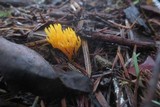 Ramariopsis crocea image
