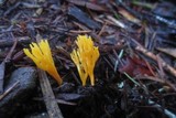 Ramariopsis crocea image