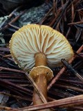 Cystoderma fallax image