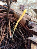 Clavaria flavipes image