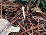 Clavaria flavipes image