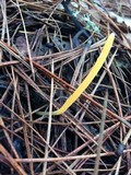 Clavaria flavipes image