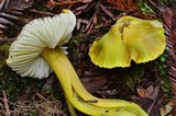 Hygrocybe virescens image